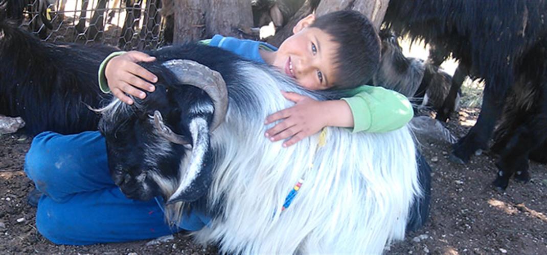 “Honamlı” Goat is in Patent List